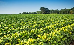 Semeadura da soja em MT alcan�a 98,84% da �rea prevista (Cr&eacute;dito: Banco de imagens)