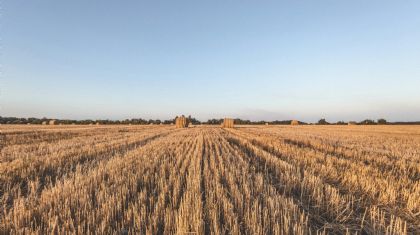 Trigo avan�a no Sul e pressiona negocia��es (Cr&eacute;dito: Banco de imagens)