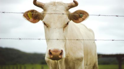 Pecu�ria mant�m pre�os firmes com oferta restrita de animais (Cr&eacute;dito: Reprodu��o)