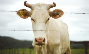 Boi/Cepea: Com avan�o de 45% em dois anos, pre�o da carne no atacado atinge recorde (Cr&eacute;dito: Reprodu��o)