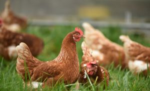 Frango/Cepea: Poder de compra do avicultor paulista volta a subir ap�s quatro meses (Cr&eacute;dito: Reprodu��o)