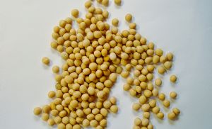 Soja sobe em Chicago com apoio do farelo e foco na geopol�tica (Cr&eacute;dito: Reprodu��o)