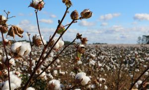 Algod�o ganha espa�o e se fortalece como alternativa no campo (Cr&eacute;dito: Reprodu��o)