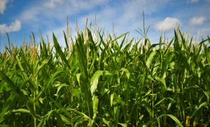 Milho despenca e mercado trava com avan�o da nova safra (Cr&eacute;dito: Reprodu��o)