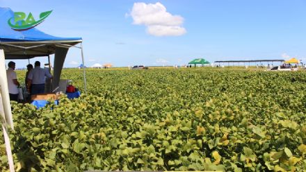 VII Encontro de Variedades de Soja e Tecnologias - Fazenda Santa Rita
