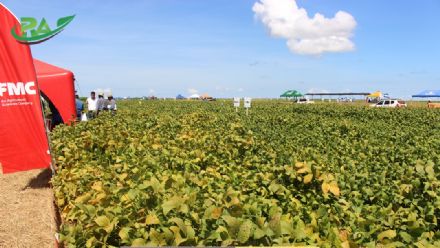 VII Encontro de Variedades de Soja e Tecnologias - Fazenda Santa Rita