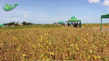 VII Encontro de Variedades de Soja e Tecnologias - Fazenda Santa Rita