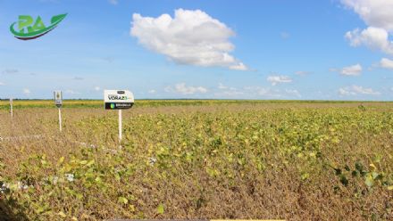 VII Encontro de Variedades de Soja e Tecnologias - Fazenda Santa Rita
