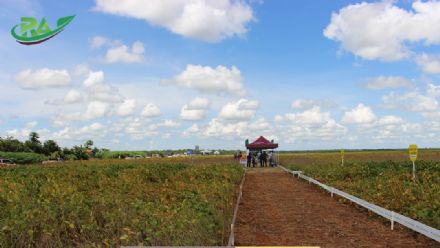 VII Encontro de Variedades de Soja e Tecnologias - Fazenda Santa Rita