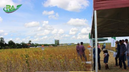 VII Encontro de Variedades de Soja e Tecnologias - Fazenda Santa Rita