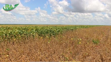 VII Encontro de Variedades de Soja e Tecnologias - Fazenda Santa Rita