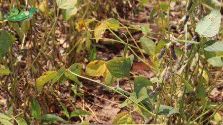 VII Encontro de Variedades de Soja e Tecnologias - Fazenda Santa Rita