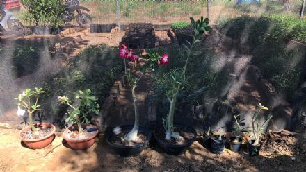 Curso de Jardinagem - Senar MT