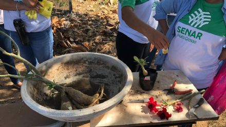 Curso de Jardinagem - Senar MT