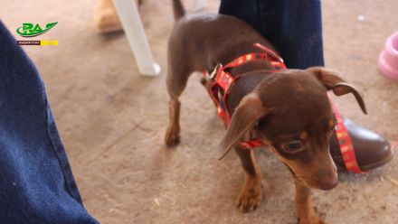 7� Edi��o da Festa do Plantio em Santa Cruz do Xingu