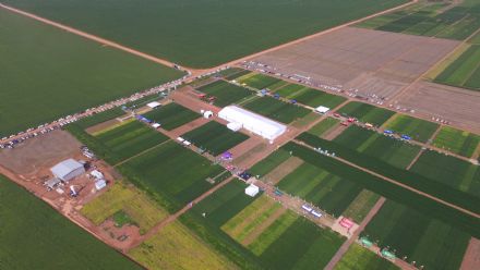 8� Soja In T�cnica