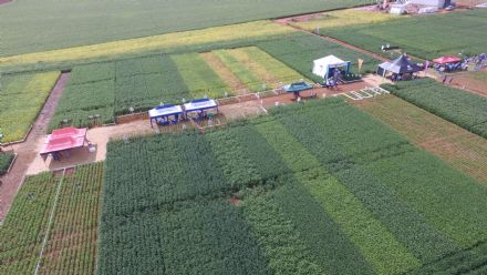 8� Soja In T�cnica