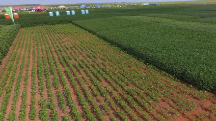 8� Soja In T�cnica