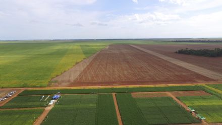 8� Soja In T�cnica