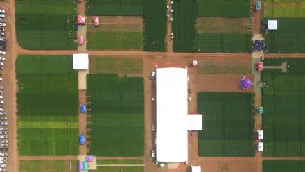 8� Soja In T�cnica