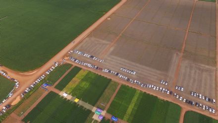 8� Soja In T�cnica