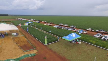 8� Soja In T�cnica