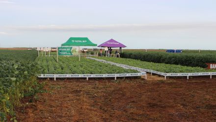 8� Soja In T�cnica