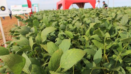 8� Soja In T�cnica