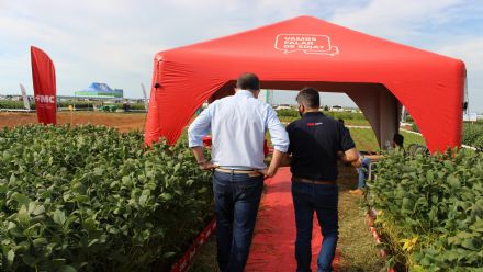 8� Soja In T�cnica