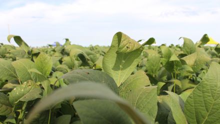 8� Soja In T�cnica