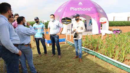 8� Soja In T�cnica