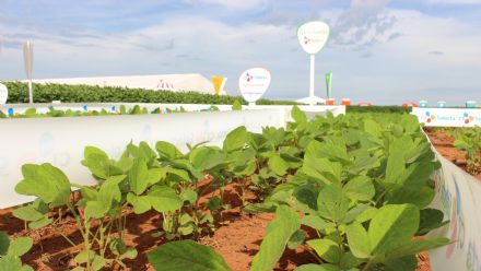 8� Soja In T�cnica