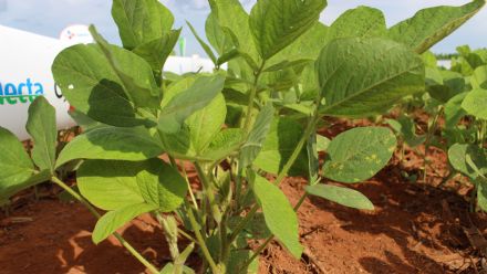 8� Soja In T�cnica