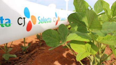 8� Soja In T�cnica