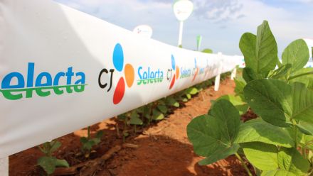 8� Soja In T�cnica