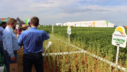 8� Soja In T�cnica