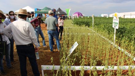 8� Soja In T�cnica