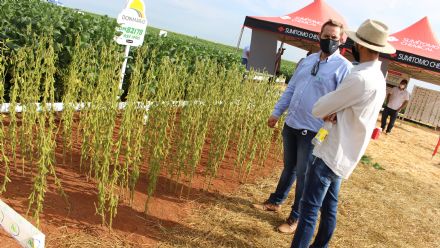 8� Soja In T�cnica