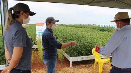 8� Soja In T�cnica