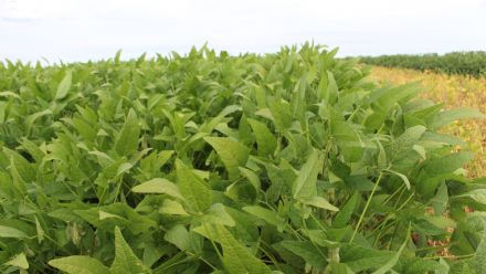 8� Soja In T�cnica