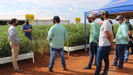 8� Soja In T�cnica