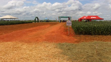 8� Soja In T�cnica