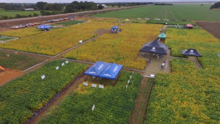 IV DIA DE CAMPO XINGU PESQUISA