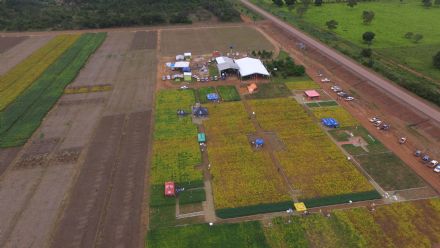 IV DIA DE CAMPO XINGU PESQUISA