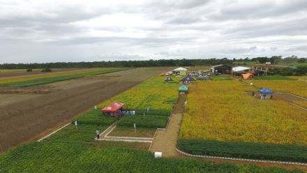 IV DIA DE CAMPO XINGU PESQUISA