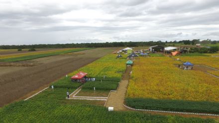 IV DIA DE CAMPO XINGU PESQUISA