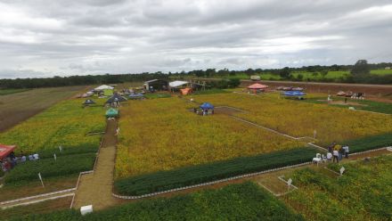 IV DIA DE CAMPO XINGU PESQUISA