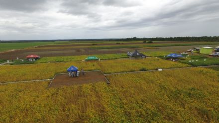 IV DIA DE CAMPO XINGU PESQUISA