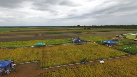 IV DIA DE CAMPO XINGU PESQUISA