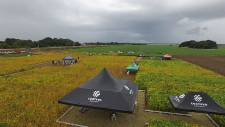 IV DIA DE CAMPO XINGU PESQUISA